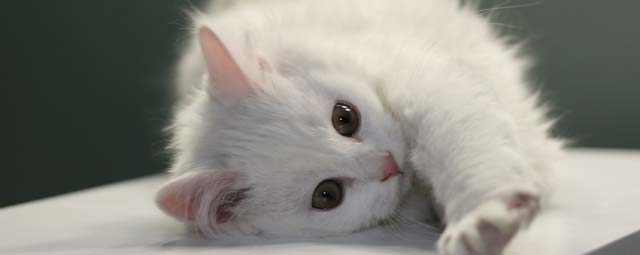 Photo of kitten
