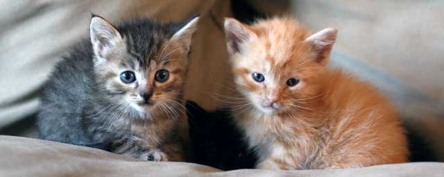 Kitten